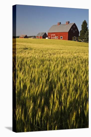 Red Barn in Field of Harvest Wheat-Terry Eggers-Stretched Canvas