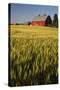 Red Barn in Field of Harvest Wheat-Terry Eggers-Stretched Canvas