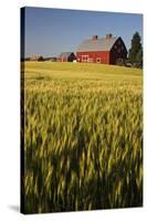 Red Barn in Field of Harvest Wheat-Terry Eggers-Stretched Canvas