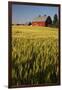 Red Barn in Field of Harvest Wheat-Terry Eggers-Framed Premium Photographic Print