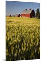 Red Barn in Field of Harvest Wheat-Terry Eggers-Mounted Premium Photographic Print