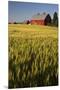 Red Barn in Field of Harvest Wheat-Terry Eggers-Mounted Premium Photographic Print