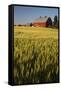 Red Barn in Field of Harvest Wheat-Terry Eggers-Framed Stretched Canvas