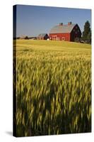 Red Barn in Field of Harvest Wheat-Terry Eggers-Stretched Canvas