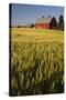 Red Barn in Field of Harvest Wheat-Terry Eggers-Stretched Canvas