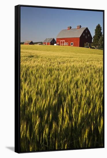 Red Barn in Field of Harvest Wheat-Terry Eggers-Framed Stretched Canvas