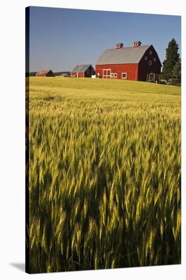 Red Barn in Field of Harvest Wheat-Terry Eggers-Stretched Canvas