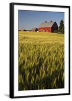 Red Barn in Field of Harvest Wheat-Terry Eggers-Framed Photographic Print