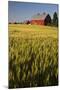 Red Barn in Field of Harvest Wheat-Terry Eggers-Mounted Photographic Print