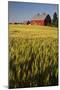 Red Barn in Field of Harvest Wheat-Terry Eggers-Mounted Photographic Print