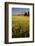 Red Barn in Field of Harvest Wheat-Terry Eggers-Framed Photographic Print