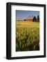 Red Barn in Field of Harvest Wheat-Terry Eggers-Framed Photographic Print