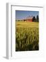 Red Barn in Field of Harvest Wheat-Terry Eggers-Framed Photographic Print