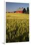 Red Barn in Field of Harvest Wheat-Terry Eggers-Framed Photographic Print