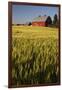 Red Barn in Field of Harvest Wheat-Terry Eggers-Framed Photographic Print