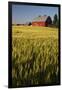 Red Barn in Field of Harvest Wheat-Terry Eggers-Framed Photographic Print