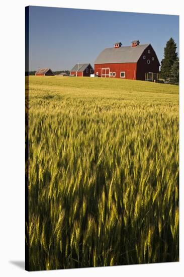 Red Barn in Field of Harvest Wheat-Terry Eggers-Stretched Canvas