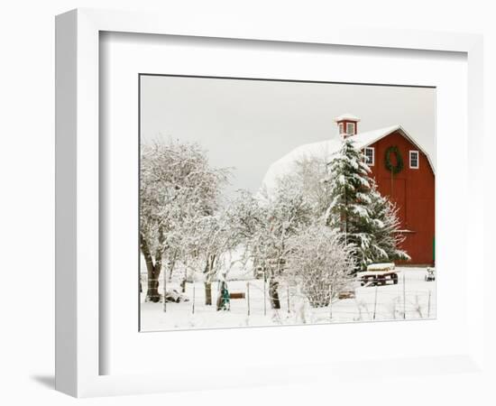 Red Barn in Fresh Snow, Whidbey Island, Washington, USA-Trish Drury-Framed Photographic Print