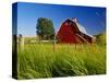 Red Barn in Long Grass-Bob Krist-Stretched Canvas