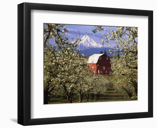 Red Barn in Pear Orchard, Mt. Hood, Hood River County, Oregon, USA-Julie Eggers-Framed Photographic Print
