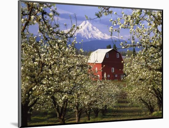 Red Barn in Pear Orchard, Mt. Hood, Hood River County, Oregon, USA-Julie Eggers-Mounted Photographic Print