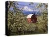 Red Barn in Pear Orchard, Mt. Hood, Hood River County, Oregon, USA-Julie Eggers-Stretched Canvas