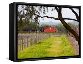 Red Barn near Vineyards, Napa Valley, California, USA-Julie Eggers-Framed Stretched Canvas
