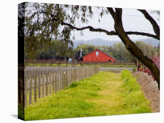 Red Barn near Vineyards, Napa Valley, California, USA-Julie Eggers-Stretched Canvas