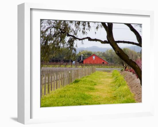 Red Barn near Vineyards, Napa Valley, California, USA-Julie Eggers-Framed Photographic Print