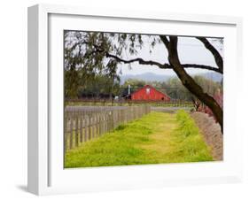 Red Barn near Vineyards, Napa Valley, California, USA-Julie Eggers-Framed Photographic Print