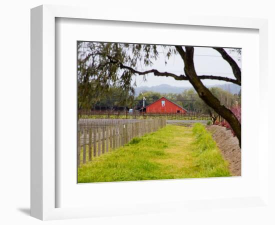 Red Barn near Vineyards, Napa Valley, California, USA-Julie Eggers-Framed Photographic Print