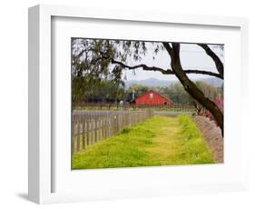 Red Barn near Vineyards, Napa Valley, California, USA-Julie Eggers-Framed Photographic Print