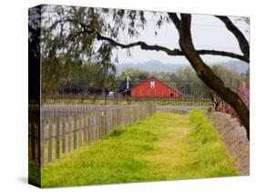 Red Barn near Vineyards, Napa Valley, California, USA-Julie Eggers-Stretched Canvas