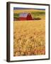 Red Barn on Rolling Hills-Stuart Westmorland-Framed Photographic Print