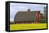 Red barn surrounded by canola in the Flathead Valley, Montana, USA-Chuck Haney-Framed Stretched Canvas