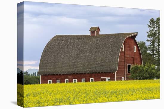 Red barn surrounded by canola in the Flathead Valley, Montana, USA-Chuck Haney-Stretched Canvas