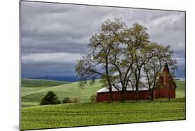 Red Barn under Stormy Skies with Green Peas, Palouse, Washington, USA-Jaynes Gallery-Mounted Photographic Print