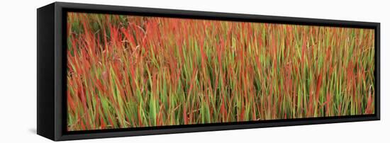 Red Baron in a Field-null-Framed Stretched Canvas