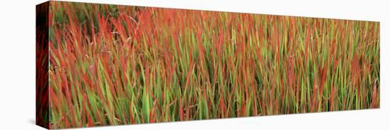 Red Baron in a Field-null-Stretched Canvas