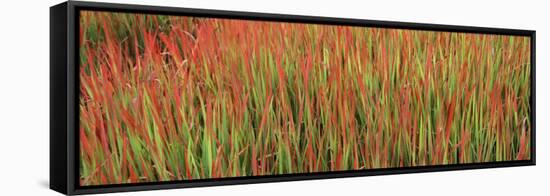 Red Baron in a Field-null-Framed Stretched Canvas
