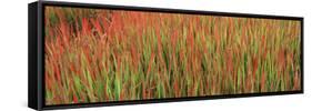 Red Baron in a Field-null-Framed Stretched Canvas