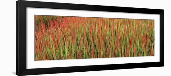 Red Baron in a Field-null-Framed Photographic Print