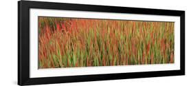 Red Baron in a Field-null-Framed Photographic Print