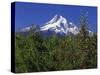 Red Bartlett Pear Orchard below Mt. Hood-Steve Terrill-Stretched Canvas