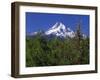 Red Bartlett Pear Orchard below Mt. Hood-Steve Terrill-Framed Photographic Print