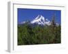 Red Bartlett Pear Orchard below Mt. Hood-Steve Terrill-Framed Photographic Print