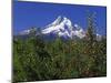 Red Bartlett Pear Orchard below Mt. Hood-Steve Terrill-Mounted Photographic Print