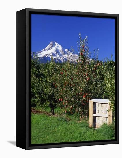 Red Bartlett Pears-Steve Terrill-Framed Stretched Canvas