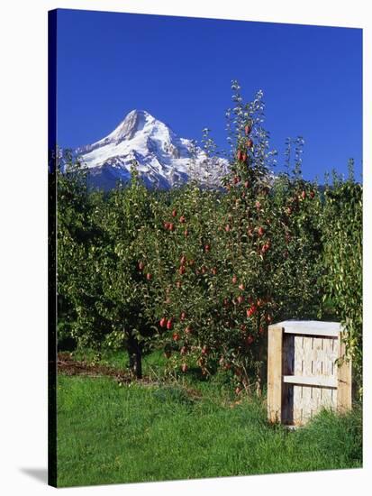 Red Bartlett Pears-Steve Terrill-Stretched Canvas