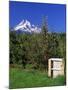 Red Bartlett Pears-Steve Terrill-Mounted Premium Photographic Print